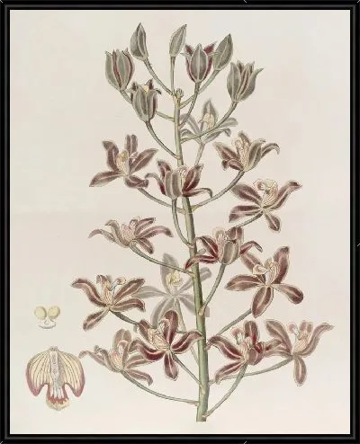 Картина Буква-лист многоцветковая (1815-1819)