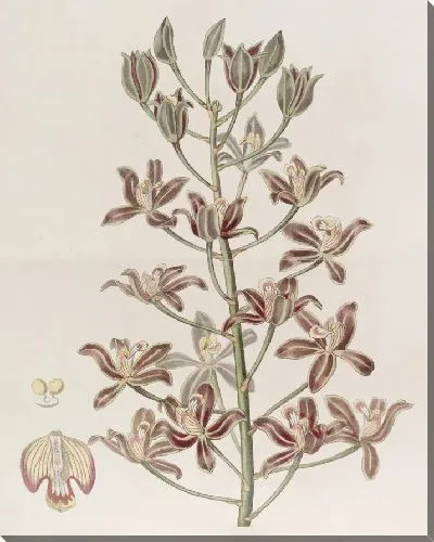 Картина Буква-лист многоцветковая (1815-1819)