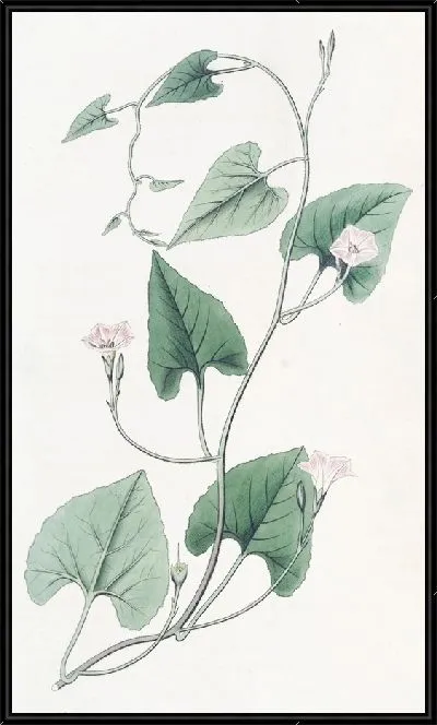 Картина Вьюнок мучнистый (1815-1819)