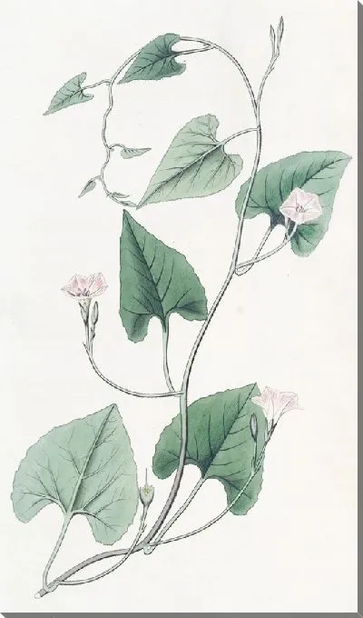 Картина Вьюнок мучнистый (1815-1819)