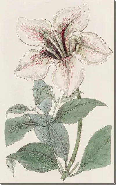 Картина Гардения лорда Дерби (1815-1819)