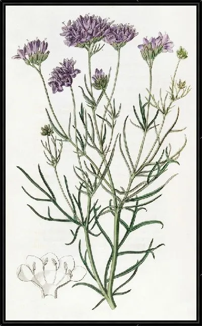 Картина Гилия тысячелистная (1815-1819)