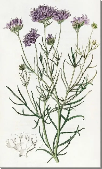 Картина Гилия тысячелистная (1815-1819)