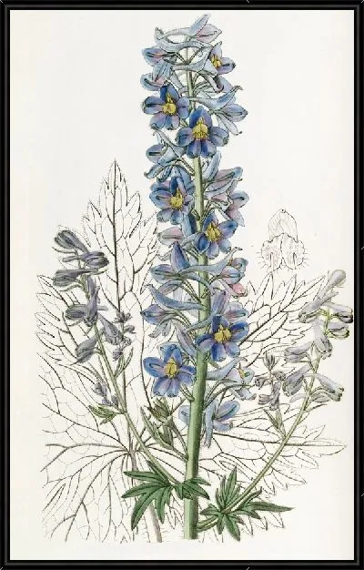 Картина Гора Живокость (1815-1819)