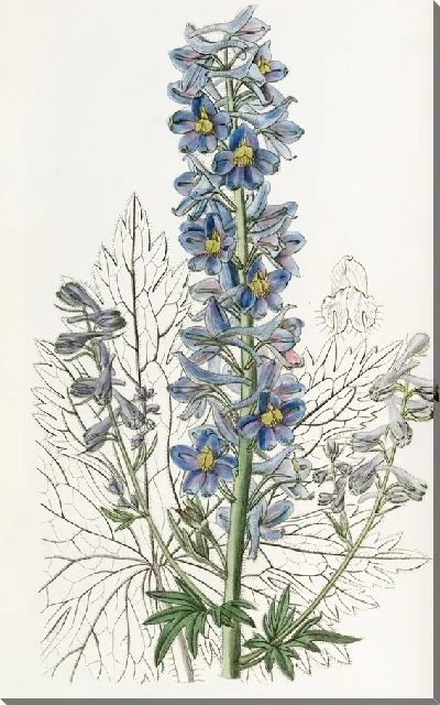 Картина Гора Живокость (1815-1819)
