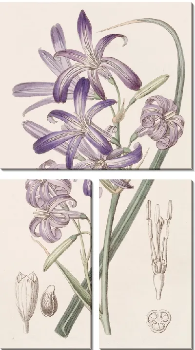 Картина Горная Иксия-Лилия (1815-1819)