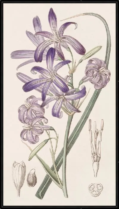 Картина Горная Иксия-Лилия (1815-1819)