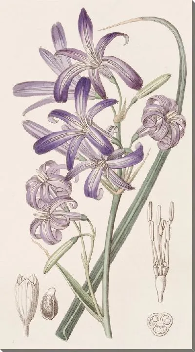 Картина Горная Иксия-Лилия (1815-1819)
