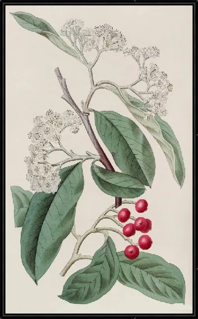 Картина Горный кизильник (1815-1819)