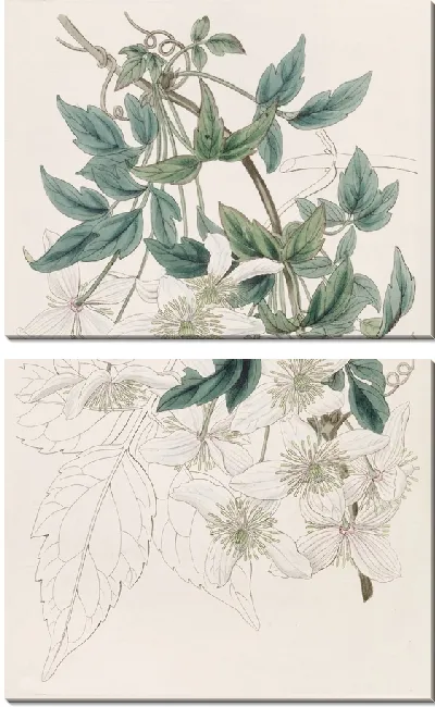 Картина Горный клематис (1815-1819)
