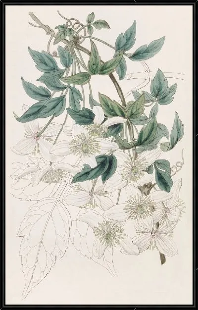 Картина Горный клематис (1815-1819)
