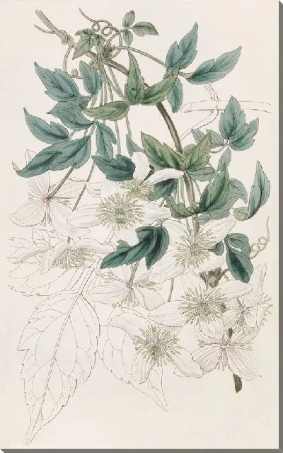 Картина Горный клематис (1815-1819)