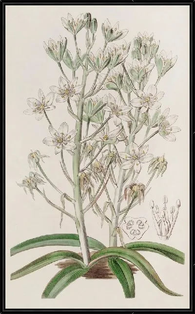 Картина Горный орнитогалум (1815-1819)