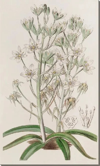 Картина Горный орнитогалум (1815-1819)