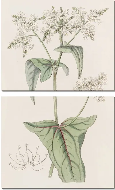 Картина Гречиха рыхлоцветковая (1815-1819)
