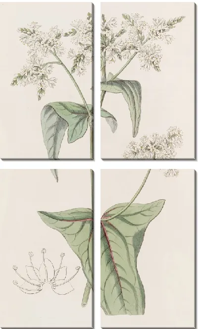 Картина Гречиха рыхлоцветковая (1815-1819)