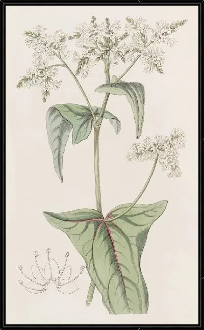 Картина Гречиха рыхлоцветковая (1815-1819)