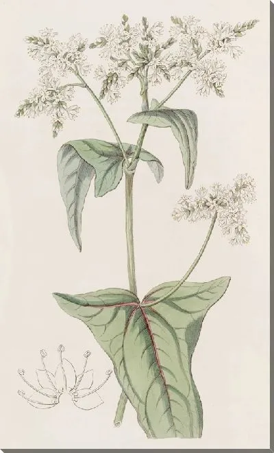 Картина Гречиха рыхлоцветковая (1815-1819)