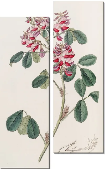 Картина Длинная оксирамфа (1815-1819)