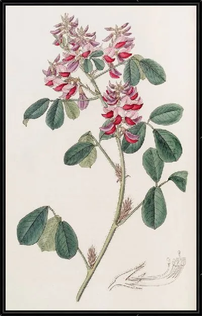 Картина Длинная оксирамфа (1815-1819)