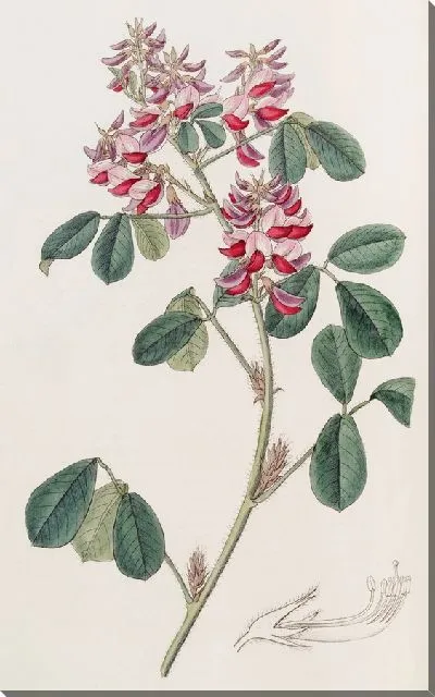 Картина Длинная оксирамфа (1815-1819)