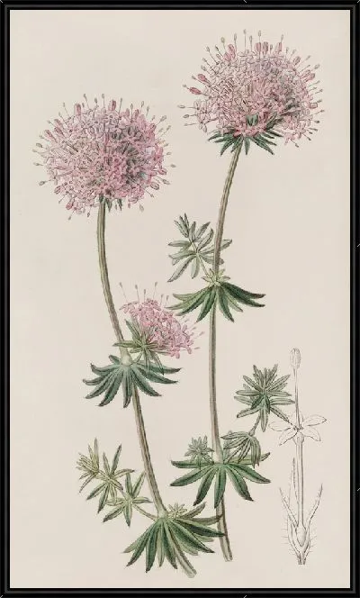 Картина Длинногребневая Круцианелла (1815-1819)