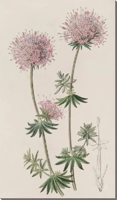 Картина Длинногребневая Круцианелла (1815-1819)