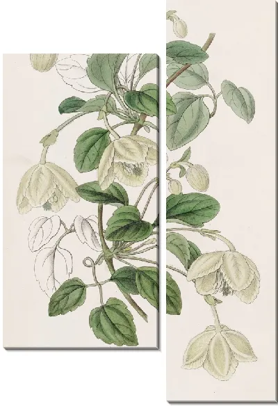 Картина Длинностебельная беседка Девы Майорки (1815-1819)