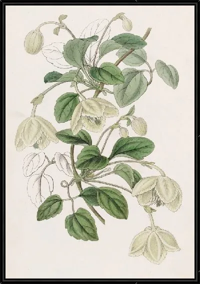 Картина Длинностебельная беседка Девы Майорки (1815-1819)