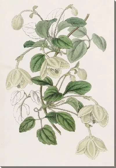 Картина Длинностебельная беседка Девы Майорки (1815-1819)