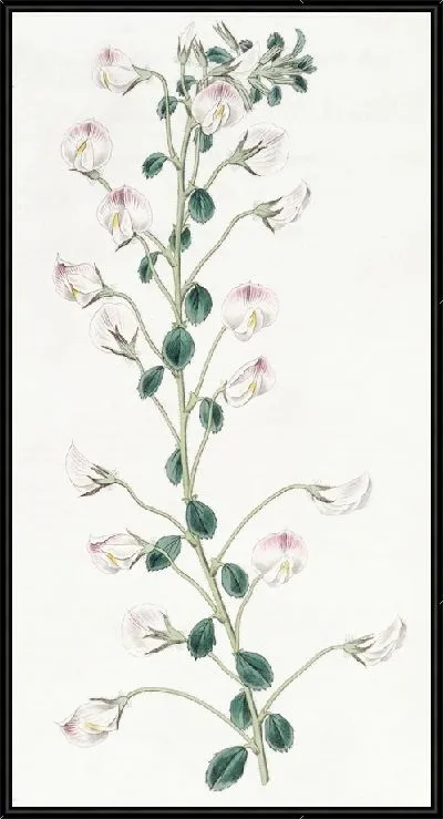 Картина Длинностебельная борона для отдыха (1815-1819)