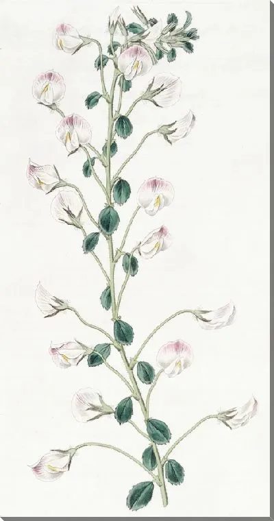 Картина Длинностебельная борона для отдыха (1815-1819)