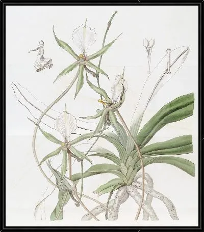 Картина Длиннохвостый Ангрекум (1815-1819)