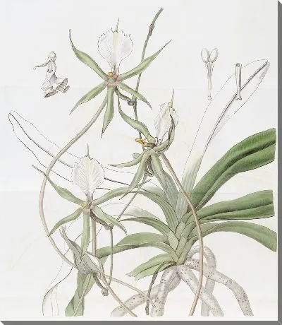 Картина Длиннохвостый Ангрекум (1815-1819)