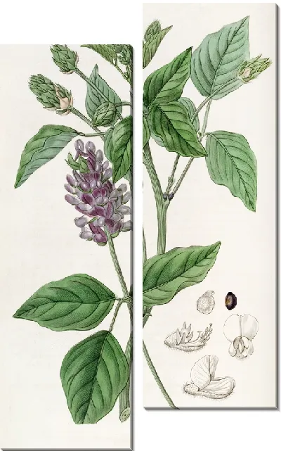 Картина Длинношипая Псоралея (1815-1819)