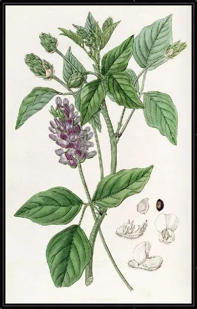 Картина Длинношипая Псоралея (1815-1819)