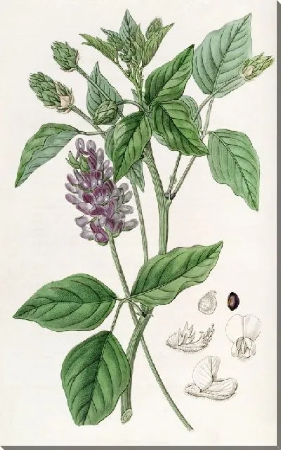 Картина Длинношипая Псоралея (1815-1819)