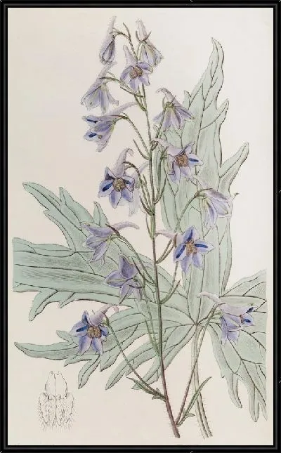 Картина Живость рыхлая цветочная (1815-1819)