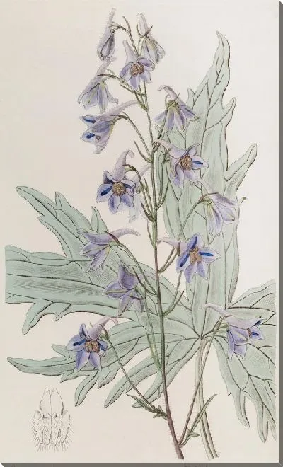 Картина Живость рыхлая цветочная (1815-1819)