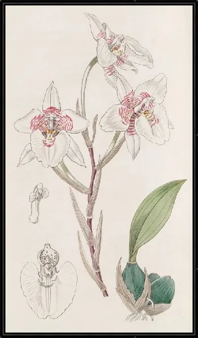 Картина Зубной язык с мембранной оболочкой (1815-1819)