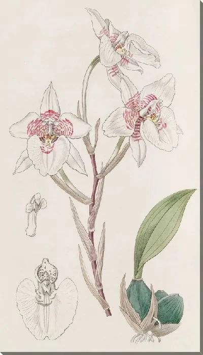 Картина Зубной язык с мембранной оболочкой (1815-1819)