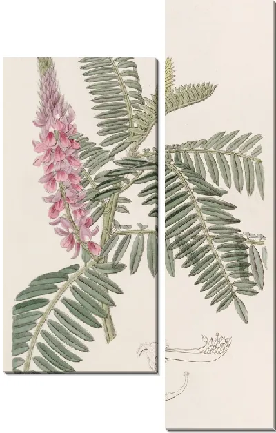 Картина Индиго с длинными шипами (1815-1819)