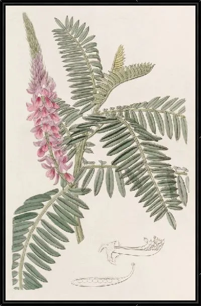 Картина Индиго с длинными шипами (1815-1819)