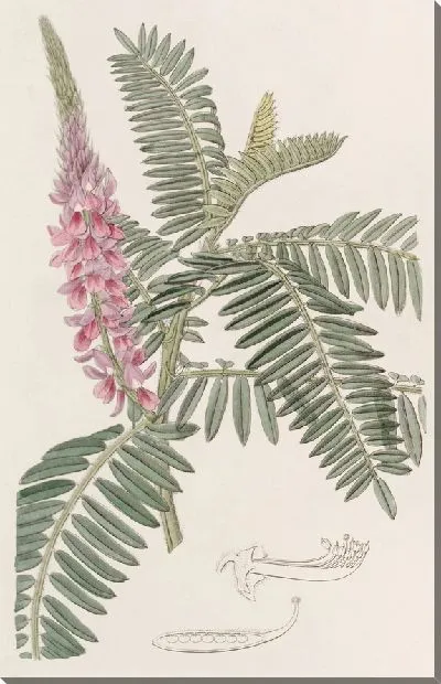 Картина Индиго с длинными шипами (1815-1819)