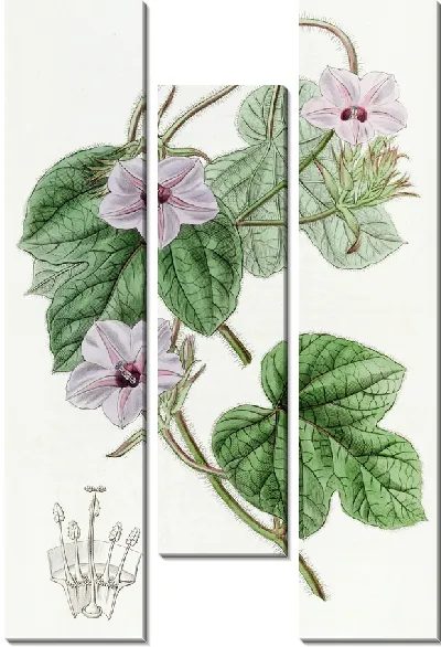 Картина Ипомея мистера Эйтона (1815-1819)