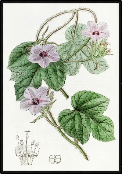 Картина Ипомея мистера Эйтона (1815-1819)