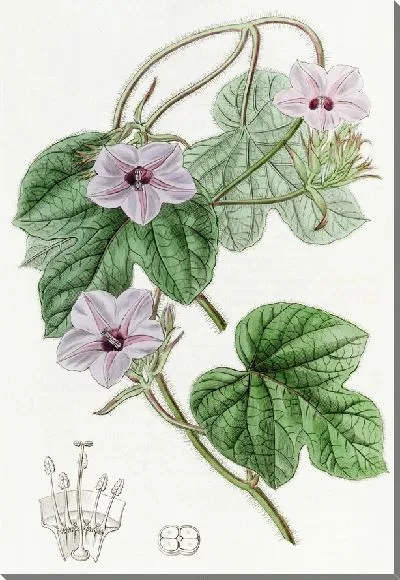 Картина Ипомея мистера Эйтона (1815-1819)