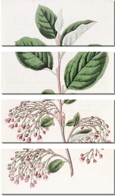 Картина Кизильник рыхлый (1815-1819)