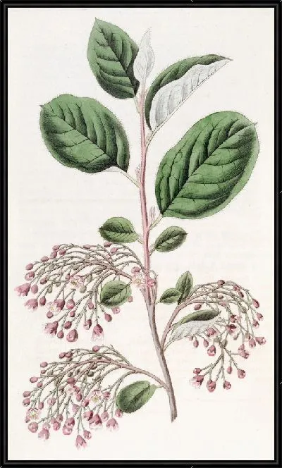 Картина Кизильник рыхлый (1815-1819)
