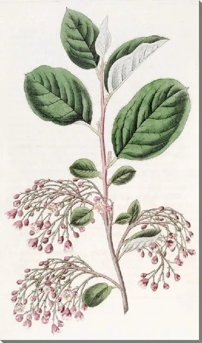 Картина Кизильник рыхлый (1815-1819)